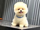 Sağlık Garantili Pomeranian Boo