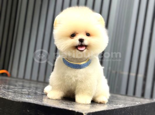 Sağlık Garantili Pomeranian Boo görsel