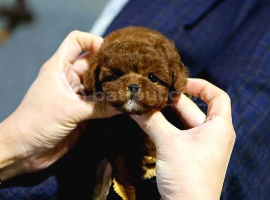 En Güzeli̇ni̇ Arayanlara Korean Export Toy Poodle Bebekleri̇m görsel