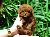 En Güzeli̇ni̇ Arayanlara Korean Export Toy Poodle Bebekleri̇m