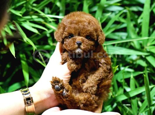 En Güzeli̇ni̇ Arayanlara Korean Export Toy Poodle Bebekleri̇m