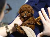 En Güzeli̇ni̇ Arayanlara Korean Export Toy Poodle Bebekleri̇m