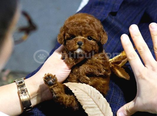 En Güzeli̇ni̇ Arayanlara Korean Export Toy Poodle Bebekleri̇m görsel