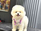 Sağlık Garantili Pomeranian Boo