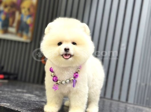 Sağlık Garantili Pomeranian Boo