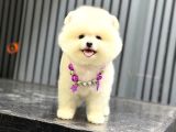 Sağlık Garantili Pomeranian Boo