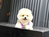 Sağlık Garantili Pomeranian Boo