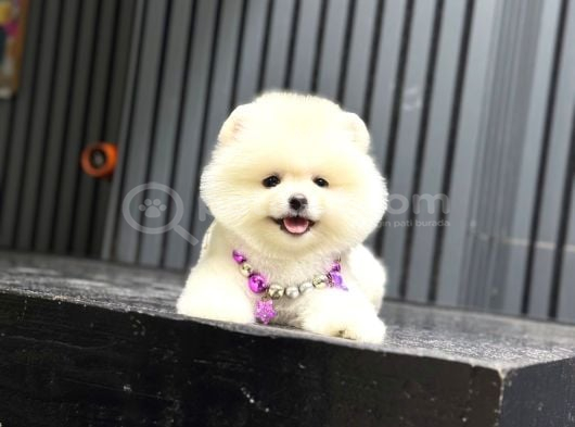 Sağlık Garantili Pomeranian Boo görsel
