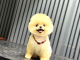 Ayıcık Surat Pomeranian Yavrular