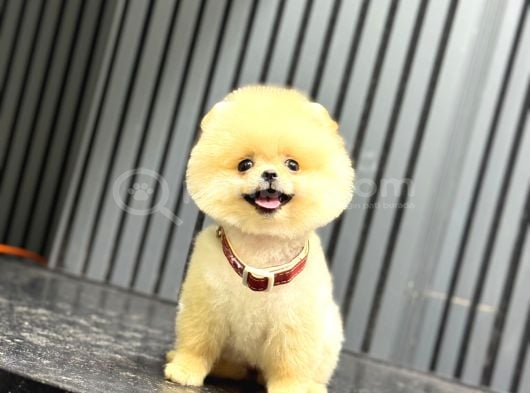 Ayıcık Surat Pomeranian Yavrular
