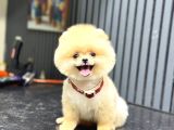 Ayıcık Surat Pomeranian Yavrular
