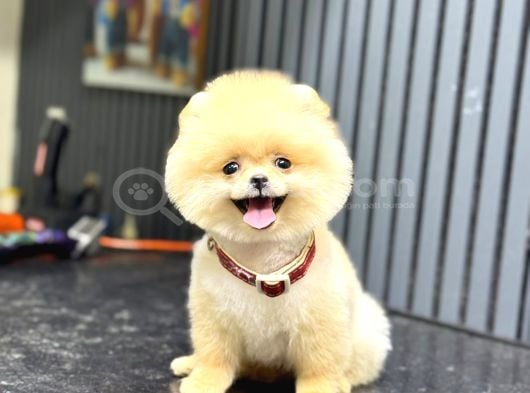 Ayıcık Surat Pomeranian Yavrular görsel