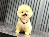 Ayıcık Surat Pomeranian Yavrular