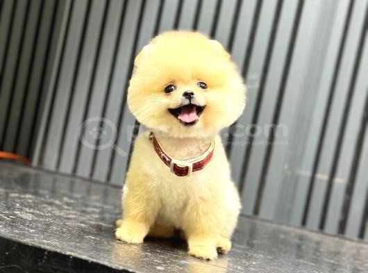 Ayıcık Surat Pomeranian Yavrular görsel