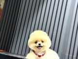 Ayıcık Surat Pomeranian Yavrular