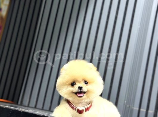 Ayıcık Surat Pomeranian Yavrular görsel