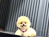 Ayıcık Surat Pomeranian Yavrular