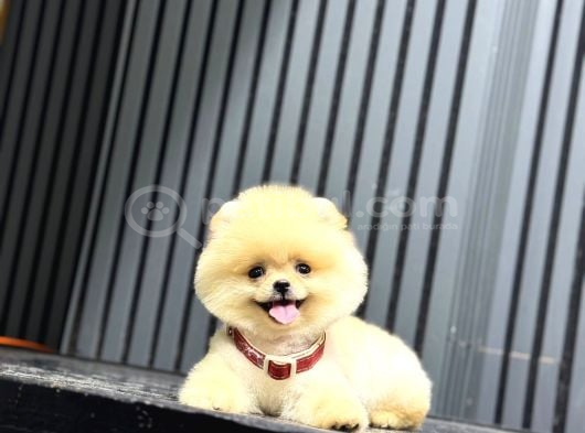 Ayıcık Surat Pomeranian Yavrular görsel