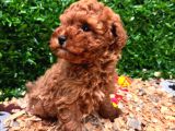 Irk Garantili Toy Poodle Yavru