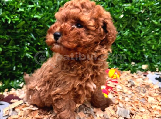Irk Garantili Toy Poodle Yavru görsel