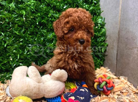Irk Garantili Toy Poodle Yavru görsel