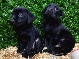 Çikolata, Siyah Ve Krem Safkan Labrador Retriever Yavrular