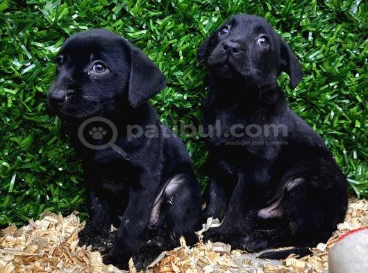 Çikolata, Siyah Ve Krem Safkan Labrador Retriever Yavrular görsel