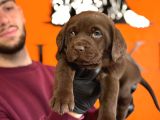 Çikolata, Siyah Ve Krem Safkan Labrador Retriever Yavrular