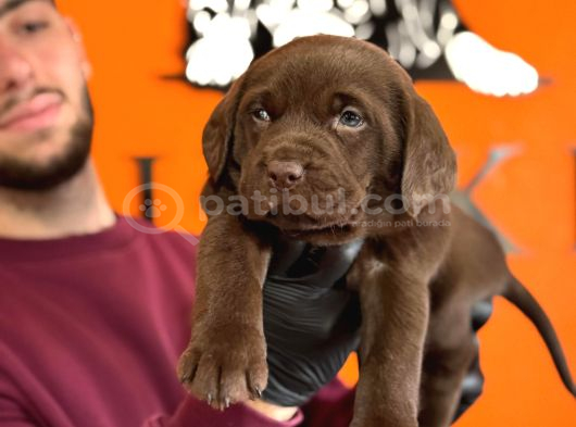 Çikolata, Siyah Ve Krem Safkan Labrador Retriever Yavrular görsel