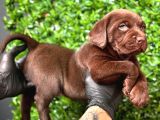 Çikolata, Siyah Ve Krem Safkan Labrador Retriever Yavrular