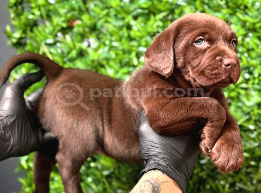 Çikolata, Siyah Ve Krem Safkan Labrador Retriever Yavrular