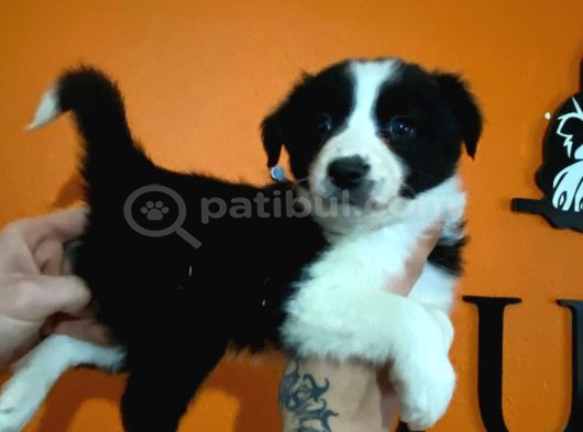 Irk Garantili Hakiki Border Collie
