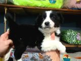 Irk Garantili Hakiki Border Collie