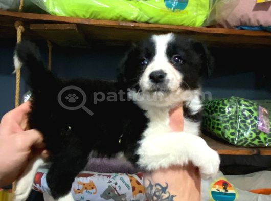 Irk Garantili Hakiki Border Collie görsel