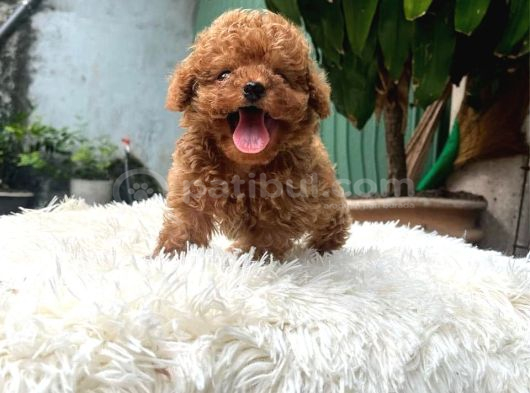 Gerçek Teacup Poodle Bebekleri̇m görsel