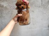 Gerçek Teacup Poodle Bebekleri̇m