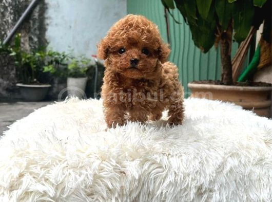 Gerçek Teacup Poodle Bebekleri̇m görsel