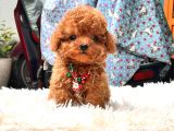 Gerçek Teacup Poodle Bebekleri̇m