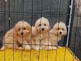 Maltipoo 3Bebegim Sahibini Ariyor