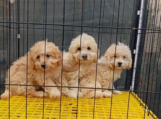 Maltipoo 3Bebegim Sahibini Ariyor görsel