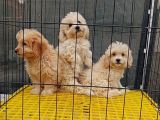 Maltipoo 3Bebegim Sahibini Ariyor