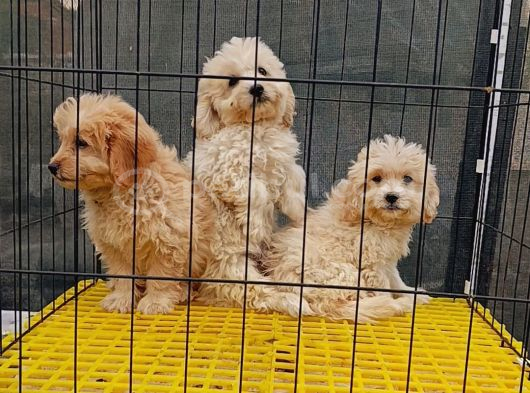 Maltipoo 3Bebegim Sahibini Ariyor görsel