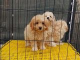 Maltipoo 3Bebegim Sahibini Ariyor