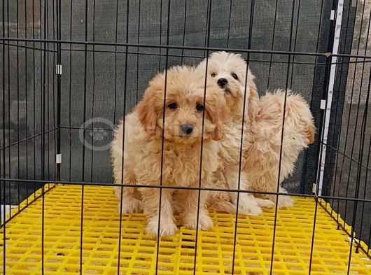 Maltipoo 3Bebegim Sahibini Ariyor