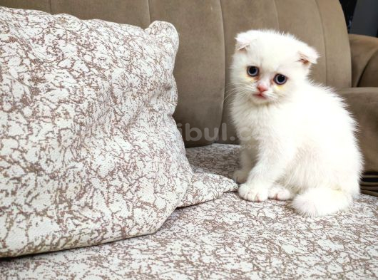 2 Buçuk Aylık Erkek Yavru görsel