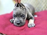 Blue Tan Cane Corso Yavrumuz