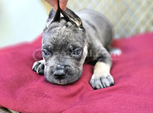 Blue Tan Cane Corso Yavrumuz