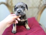 Blue Tan Cane Corso Yavrumuz