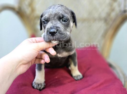 Blue Tan Cane Corso Yavrumuz görsel