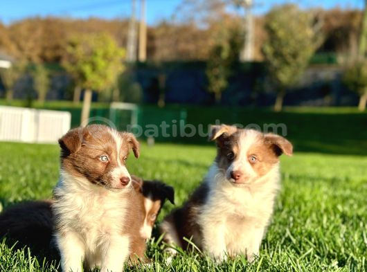 Border Collie Yavruları Istanbul görsel